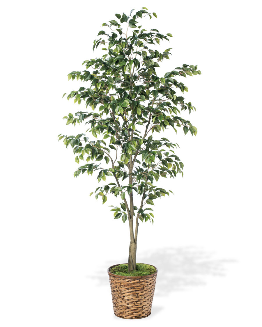 7' Ficus Benjamina Silk Tree