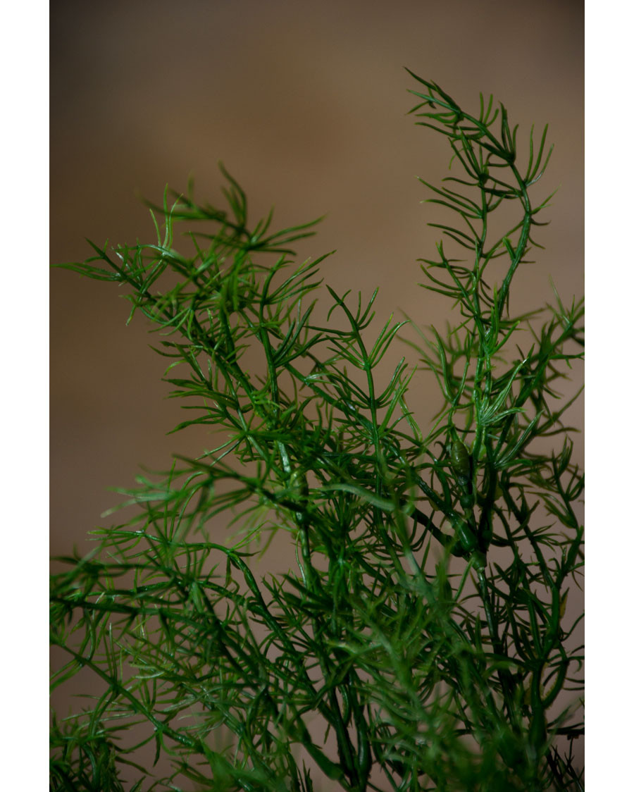 27" Artificial Springerii Foliage Stem