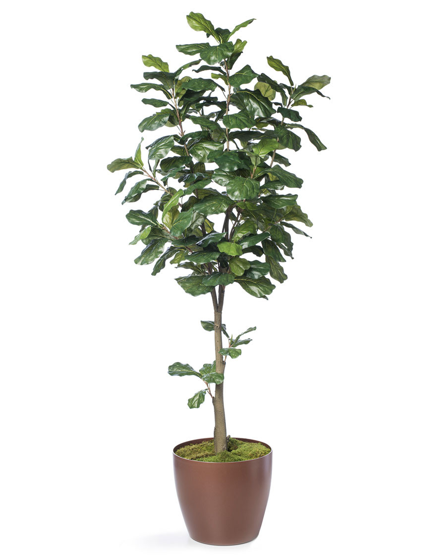 7' Single Trunk Fiddle Leaf Fig Silk Tree