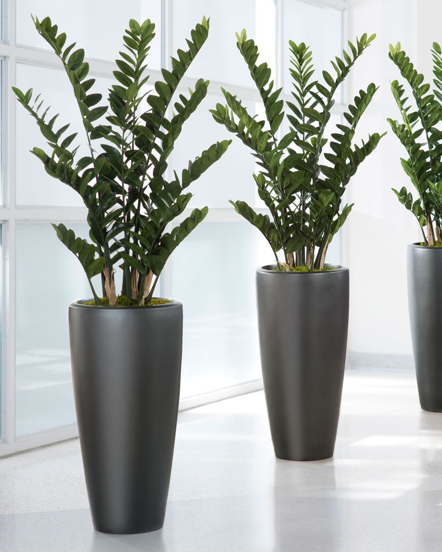 4' ZZ Silk Plant