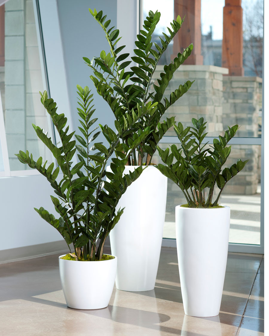 4' ZZ Silk Plant