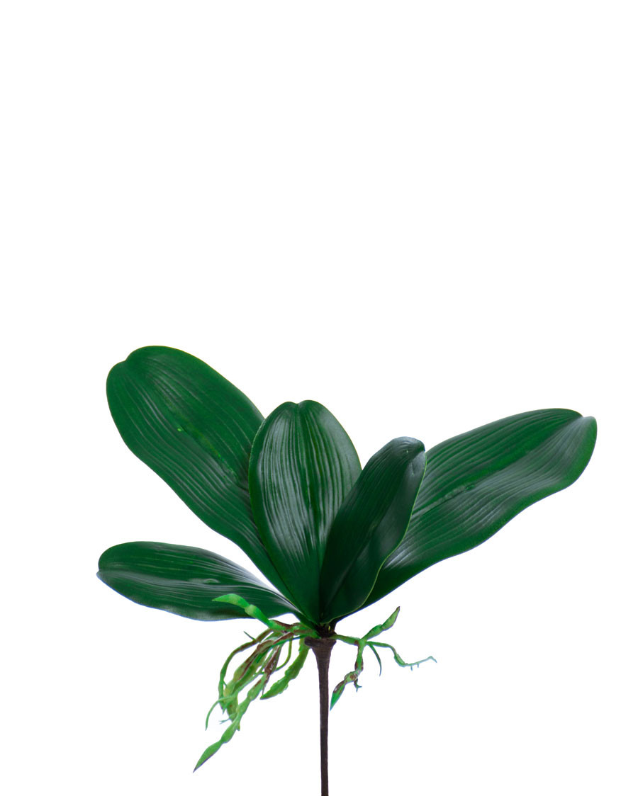 9" Artificial Phalaenopsis Orchid Foliage with Roots