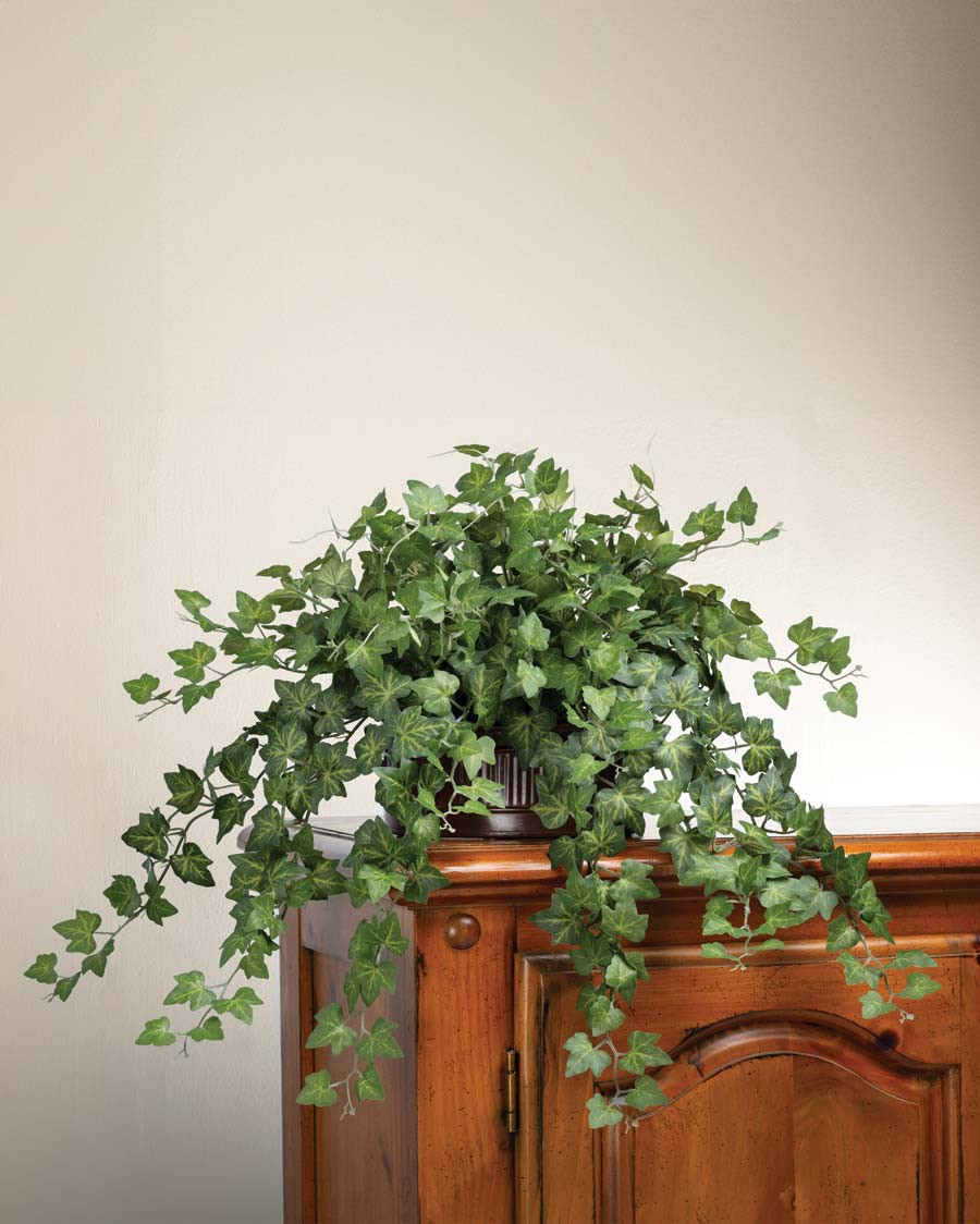 Cascading English Ivy Silk Planter