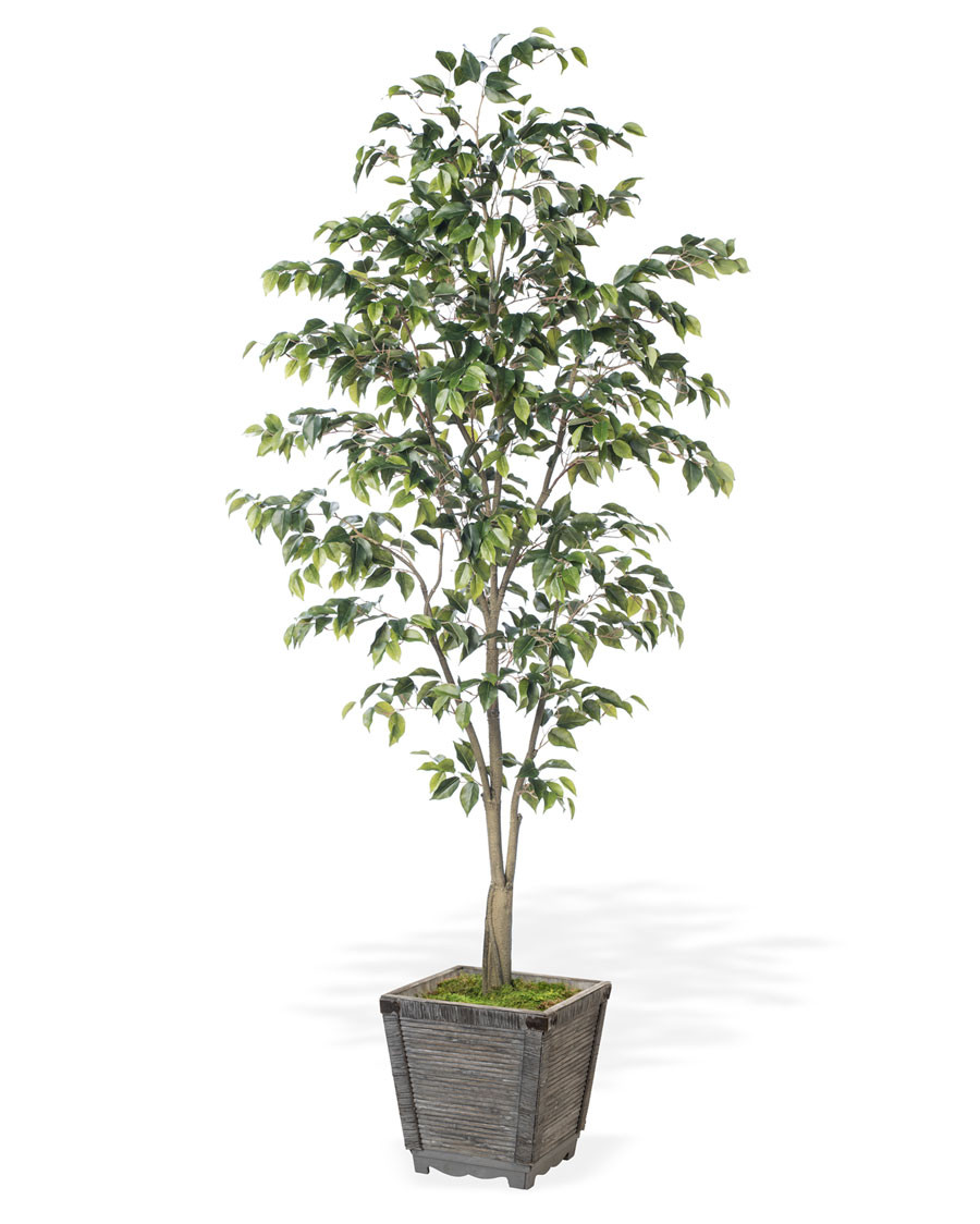 6' Ficus Benjamina Silk Tree