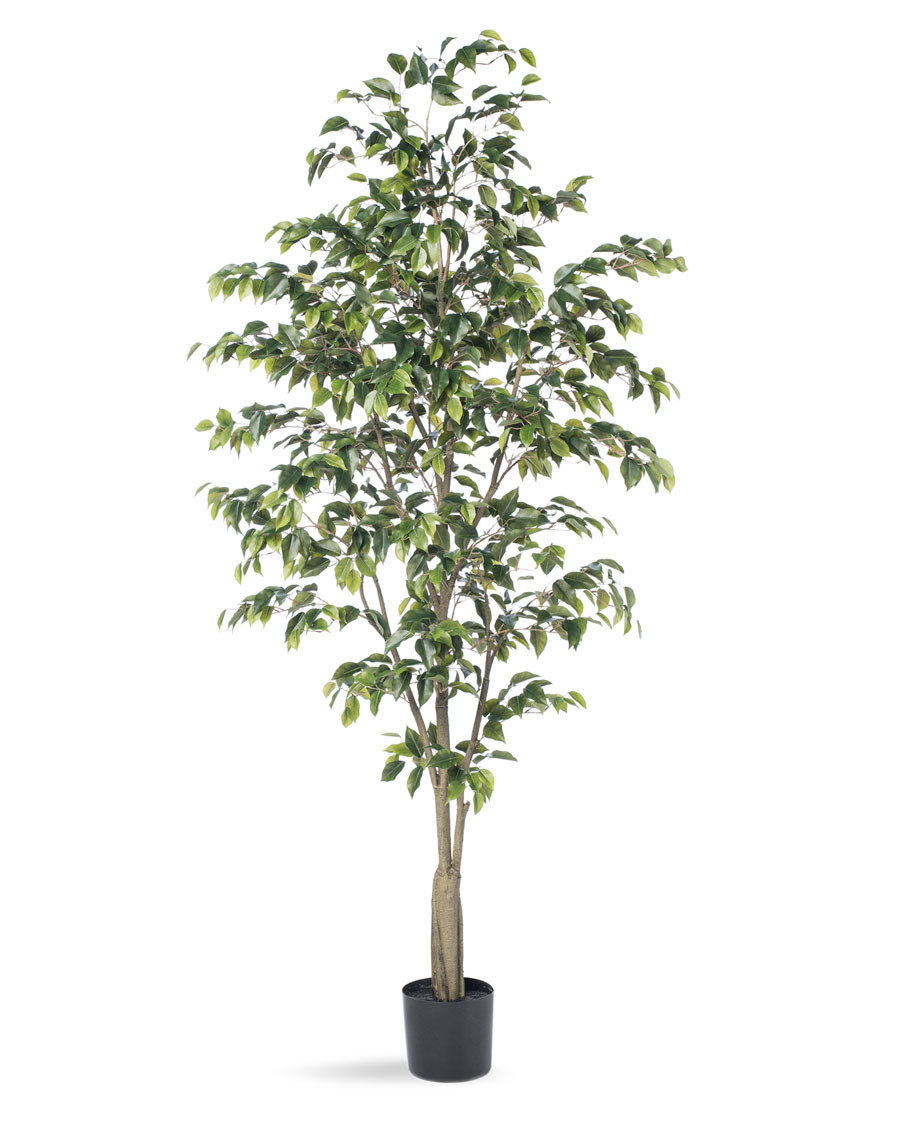 6' Ficus Benjamina Silk Tree
