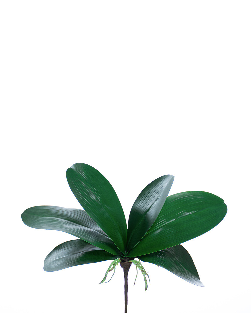 11" Artificial Phalaenopsis Orchid Foliage with Roots
