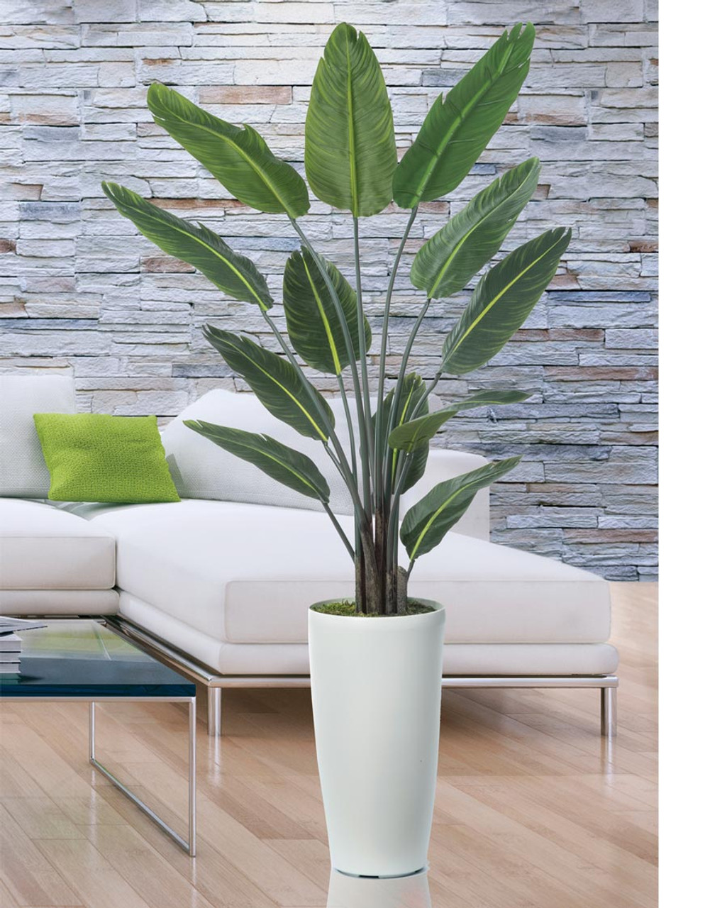 Paradise Palm