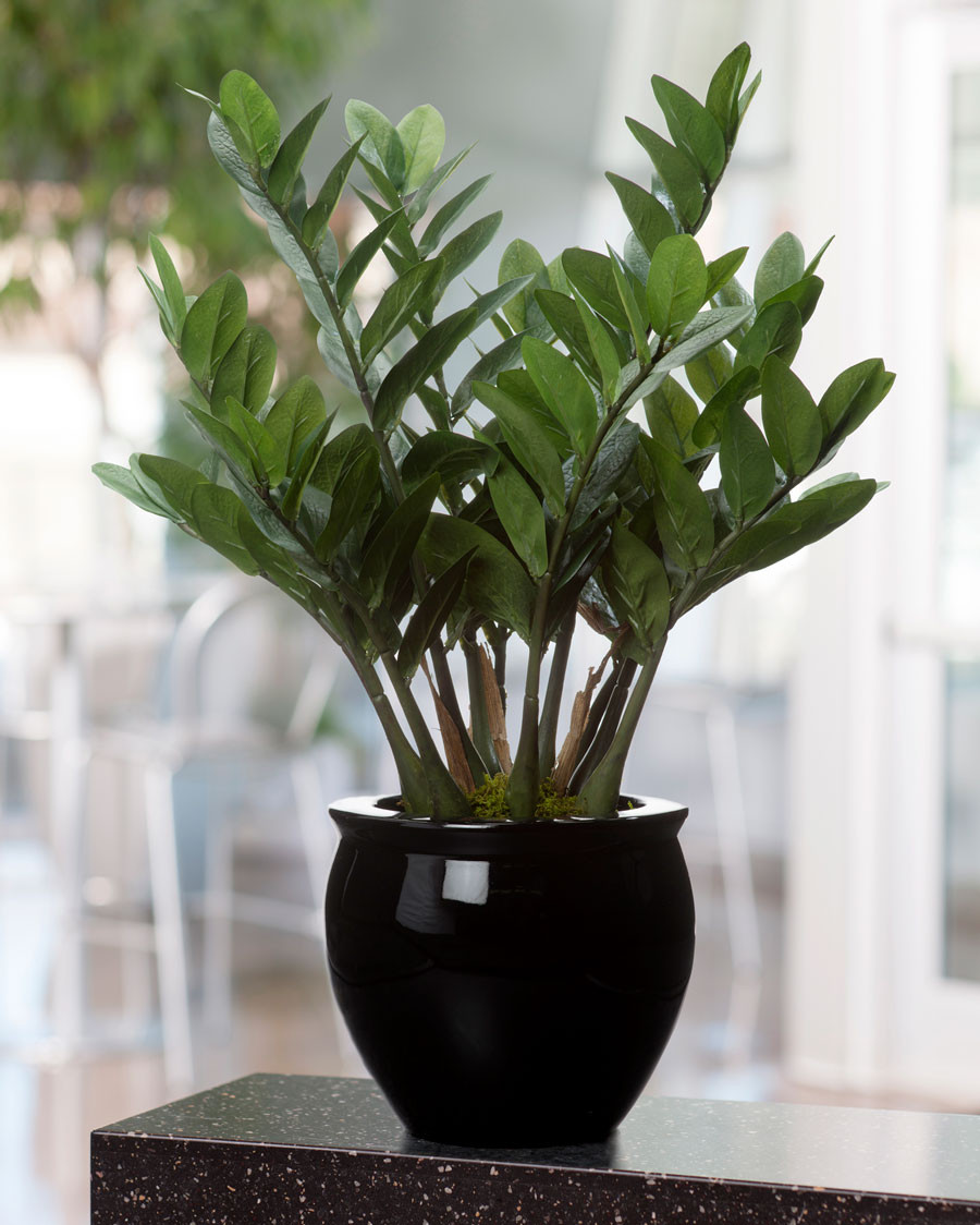 23" ZZ Silk Plant