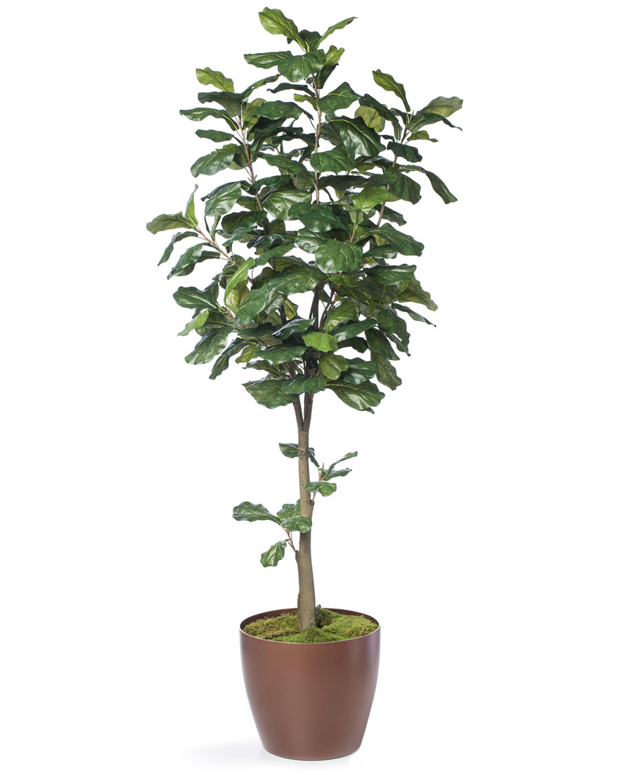 6' Single Trunk Fiddle Leaf Fig Silk Tree