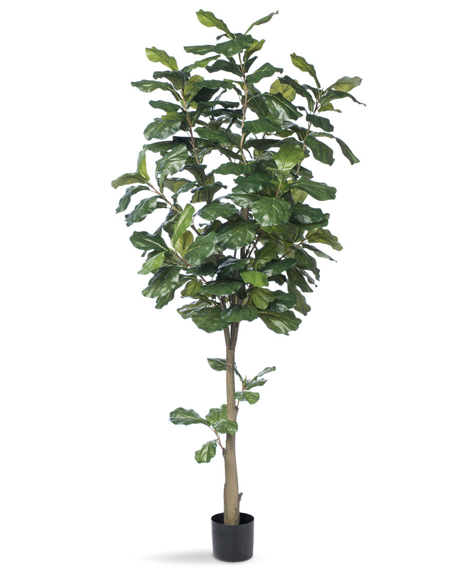 6' Single Trunk Fiddle Leaf Fig Silk Tree 3 6' Single Trunk Fiddle Leaf Fig Silk Tree