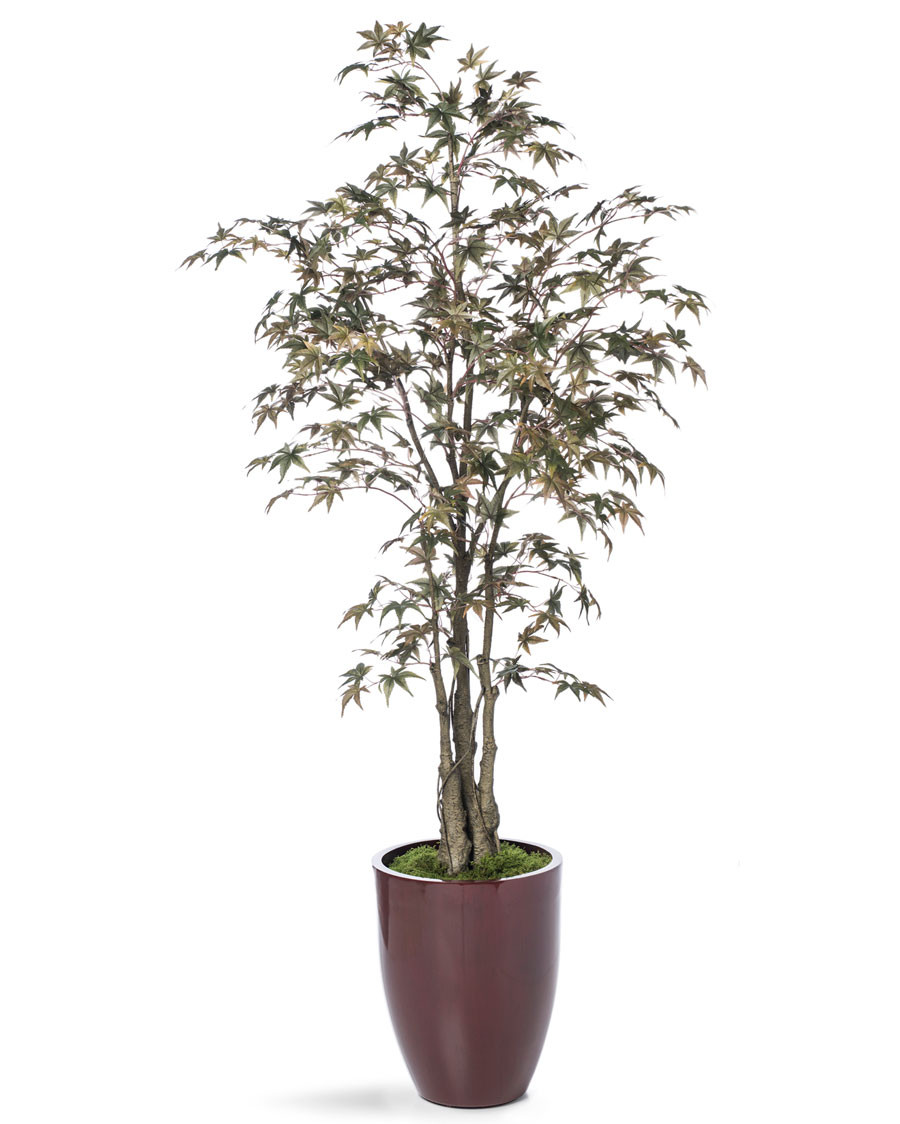5' Japanese Maple Silk Tree