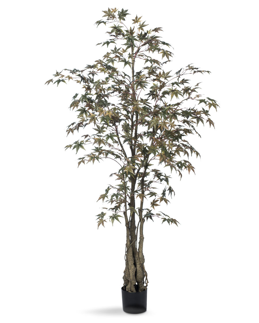 5' Japanese Maple Silk Tree 3 5' Japanese Maple Silk Tree
