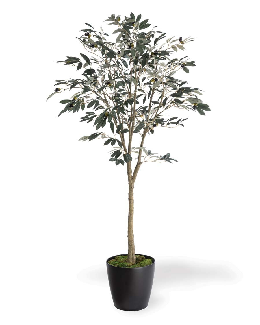 5' Silk Mediterranean Olive Tree