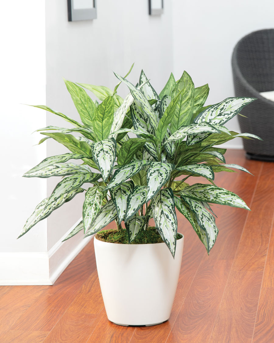 Silver Queen Silk Floor Plant