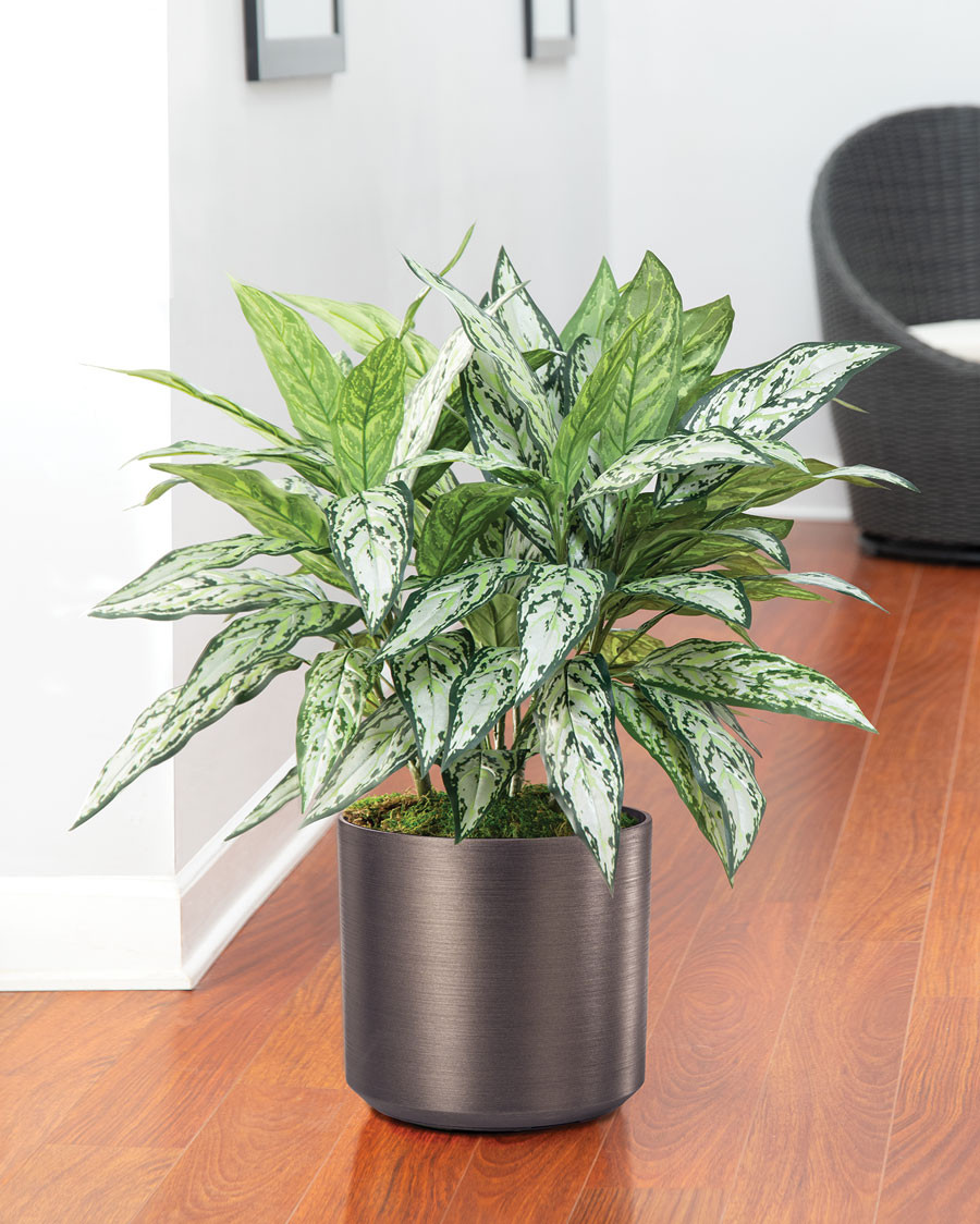 Silver Queen Silk Floor Plant