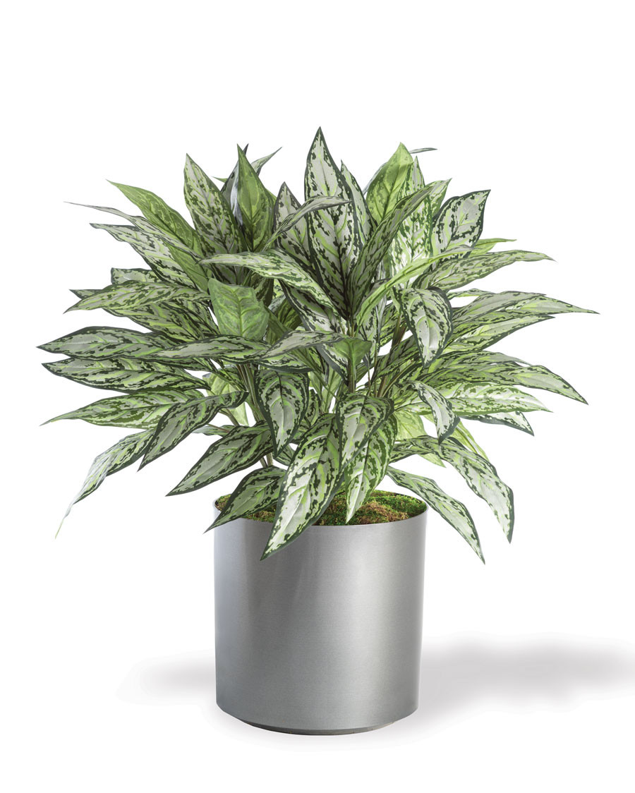 Silver Queen Silk Floor Plant