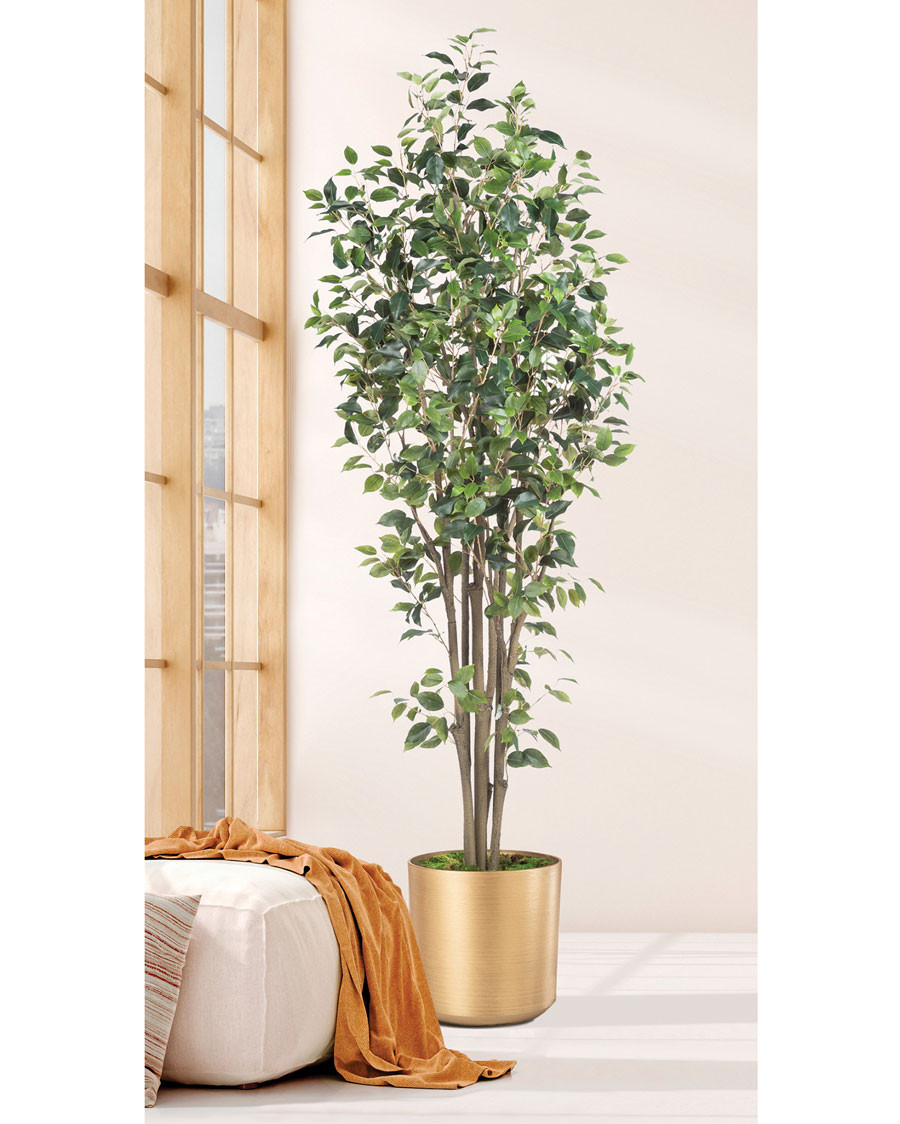 5' Greenhouse Silk Ficus Tree