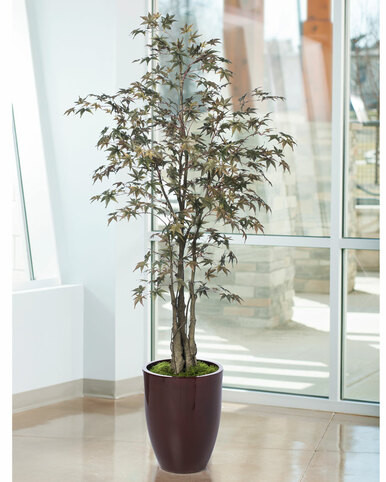 6 ' Japanese Maple Silk Tree