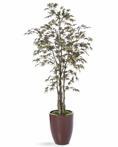 6 ' Japanese Maple Silk Tree