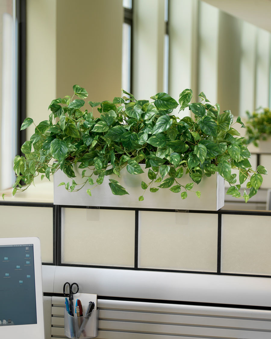Pothos Silk Planter