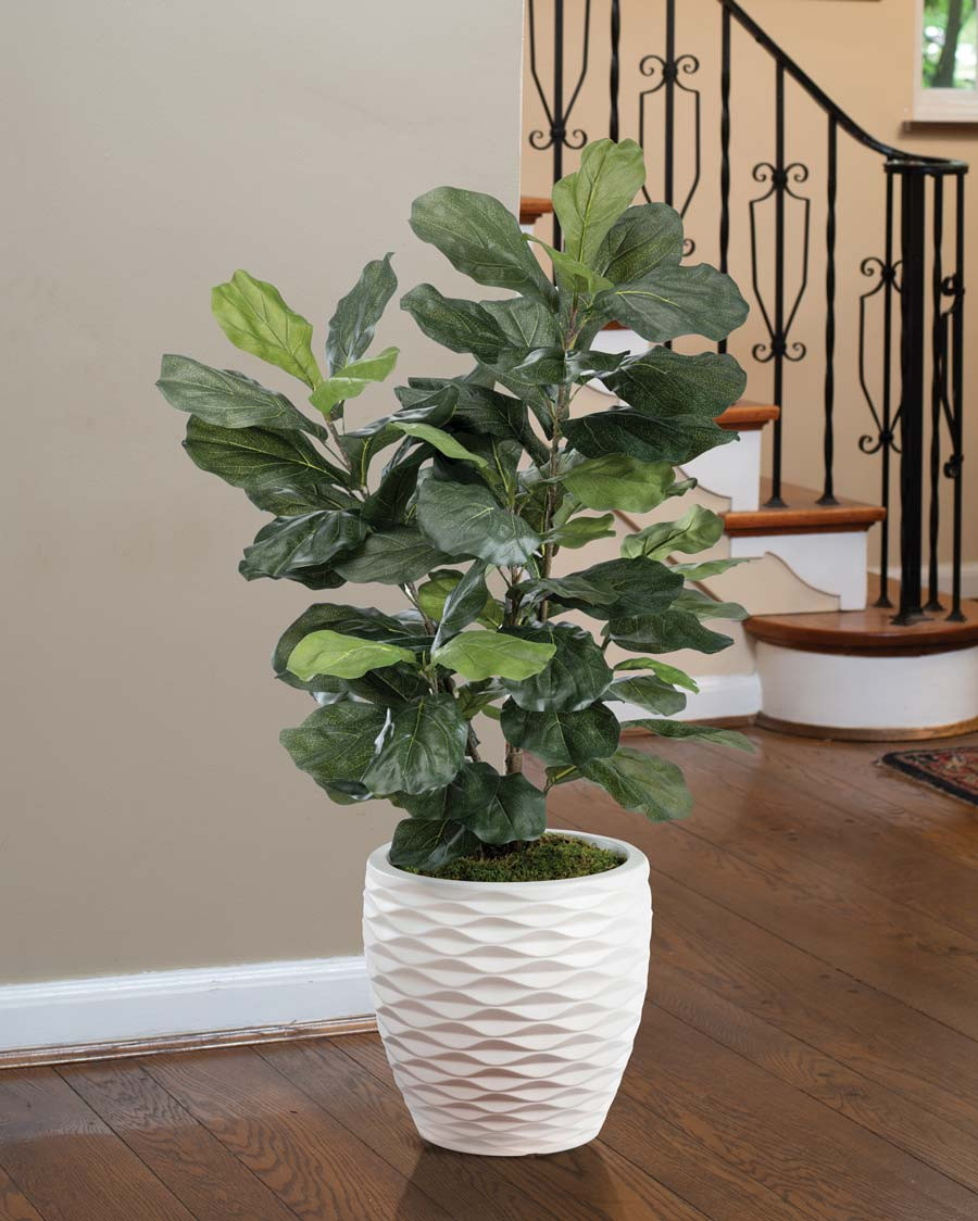 Fiddle Leaf Silk Plant
