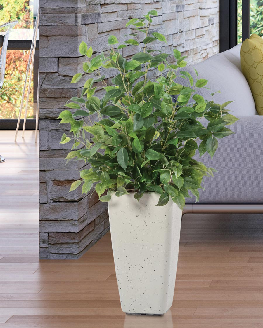 Bushy Ficus Plant