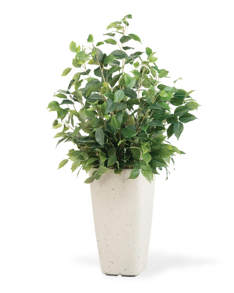 Bushy Ficus Plant