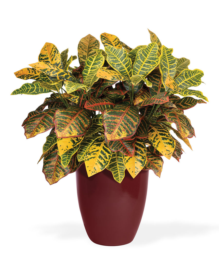 Double Croton Silk Floor Plant