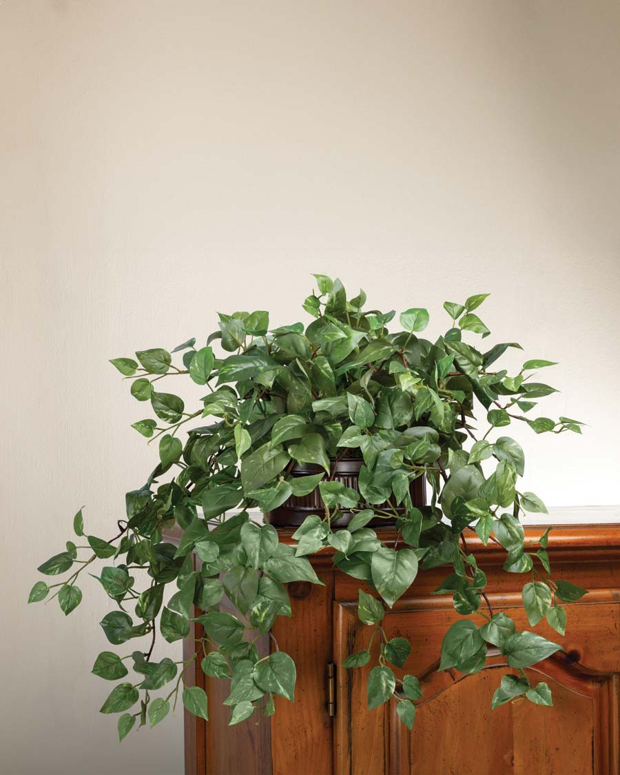 Cascading Pothos Silk Planter