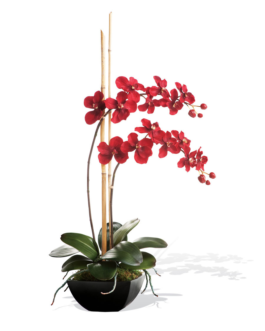 Silk Vanda Orchid Plant