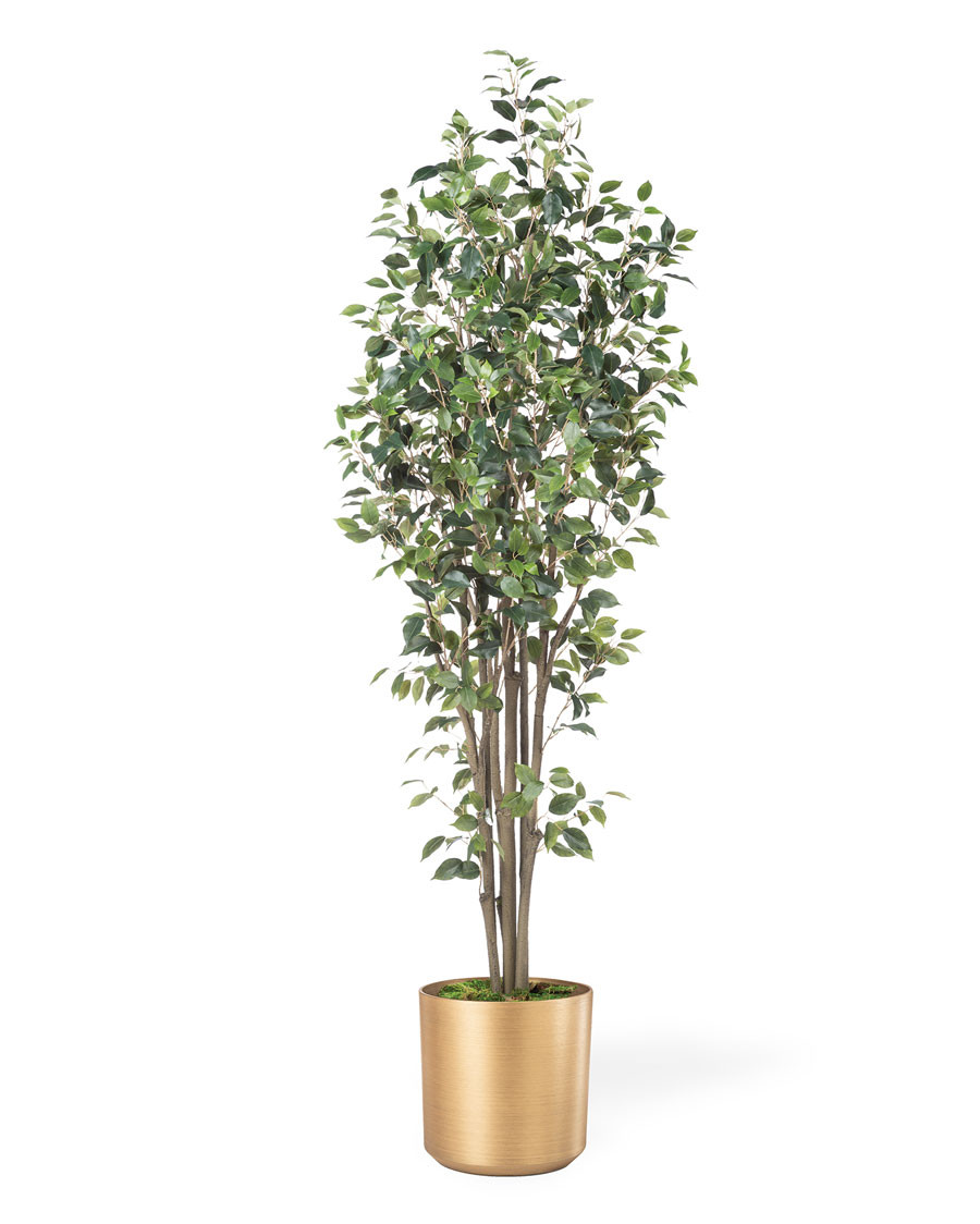 6' Greenhouse Silk Ficus Tree