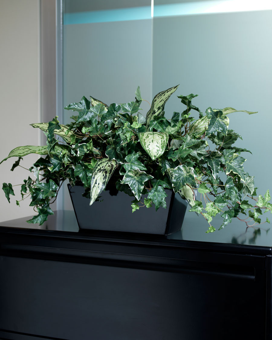 Ivy & Silver Queen Silk Planter