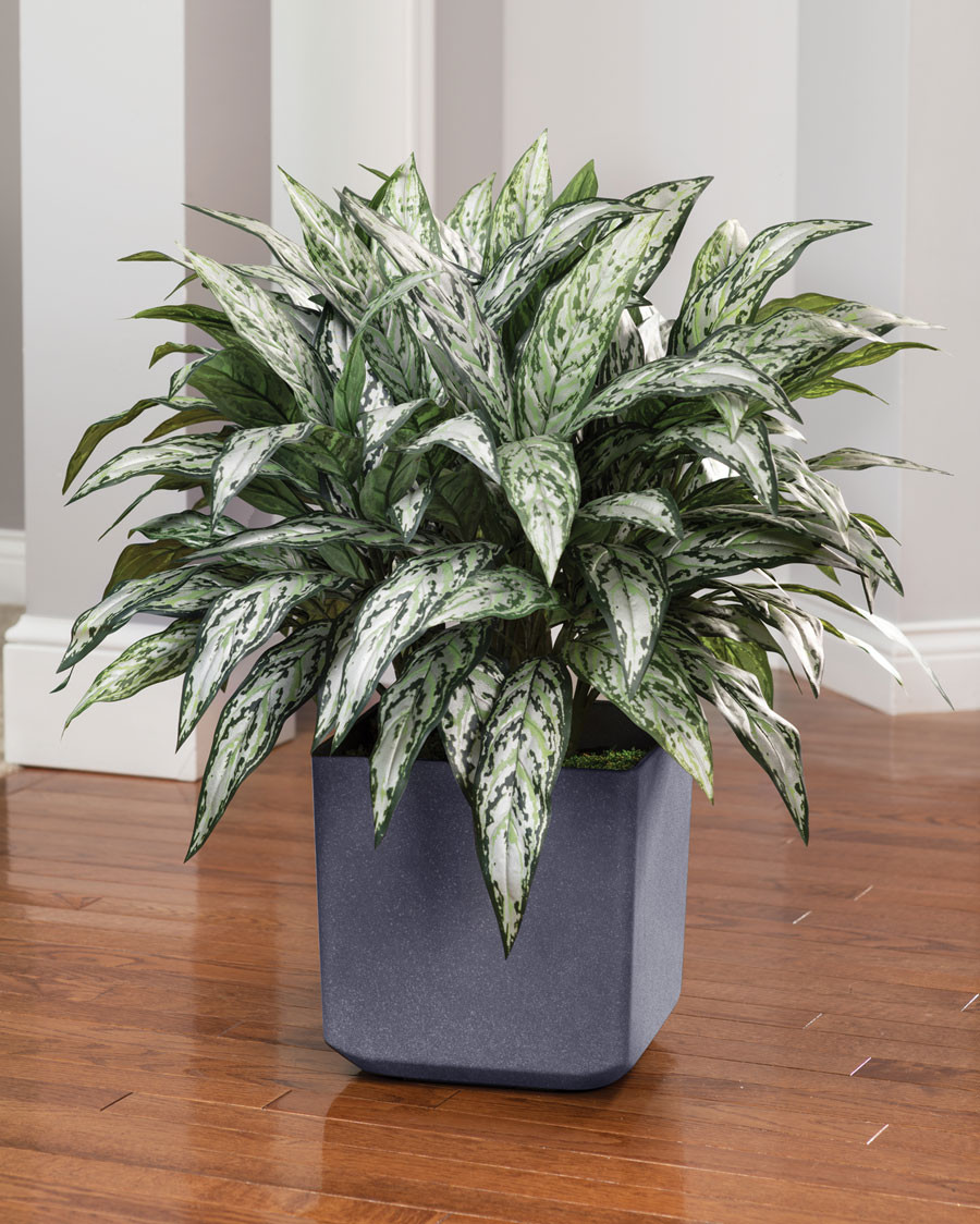Double Full Silver Queen Silk Plant