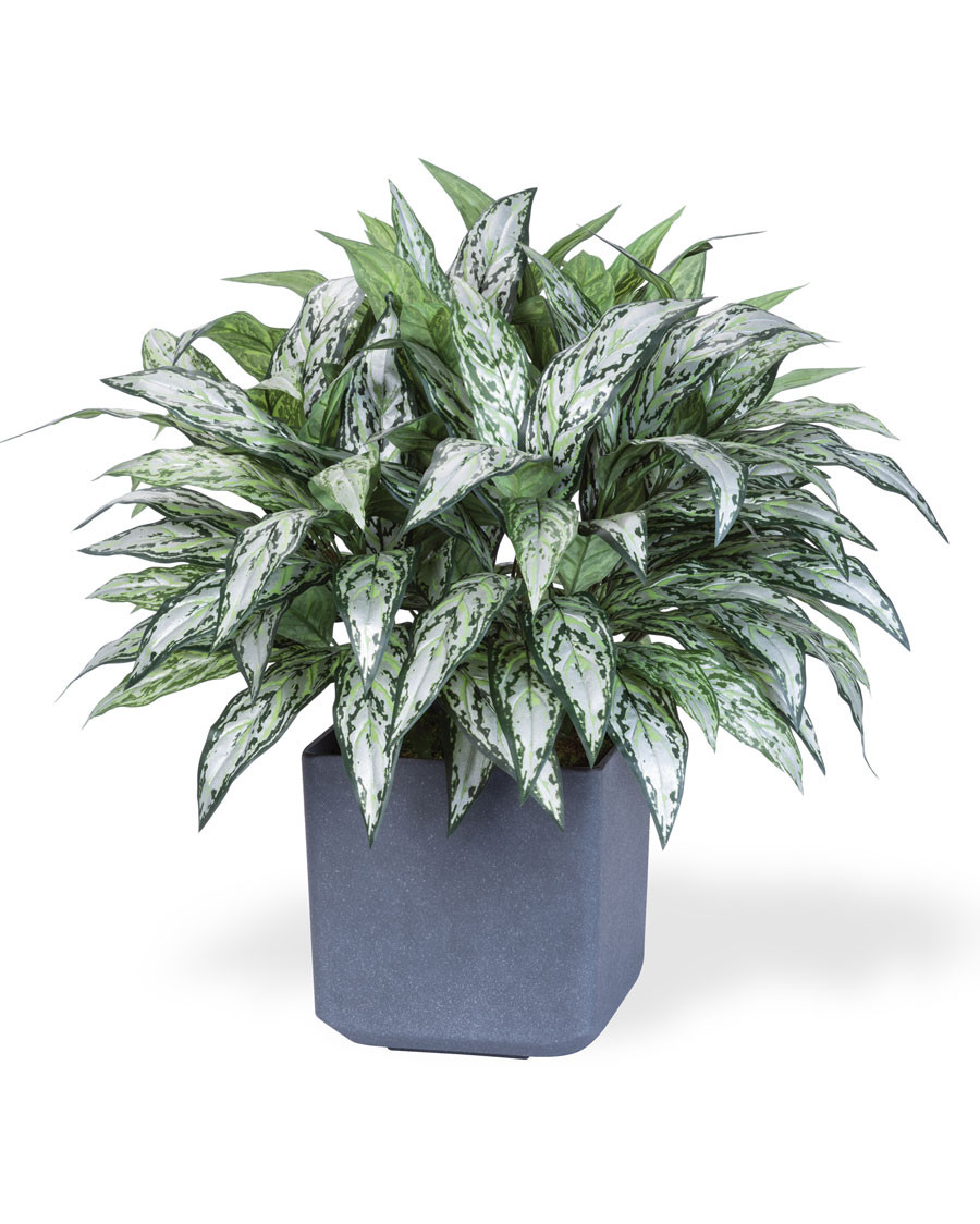 Double Full Silver Queen Silk Plant