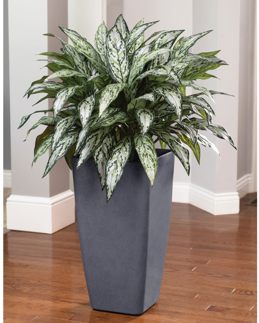 Double Full Silver Queen Silk Plant