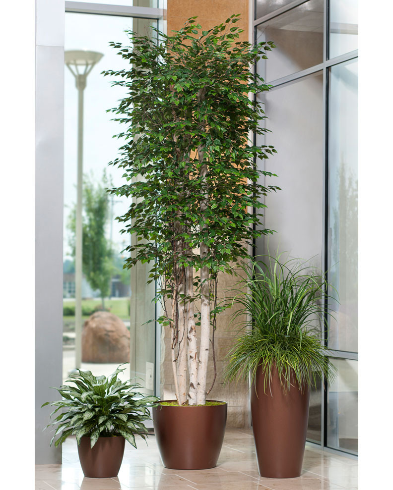 Double Full Silver Queen Silk Plant