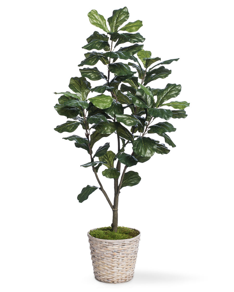 5' Single Trunk Fiddle Leaf Fig Silk Tree