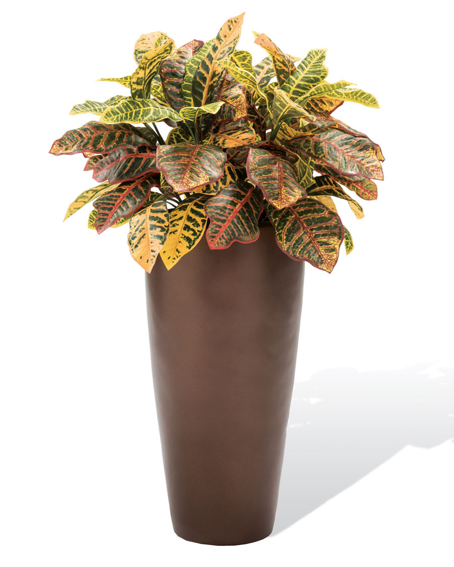 Croton Silk Floor Plant