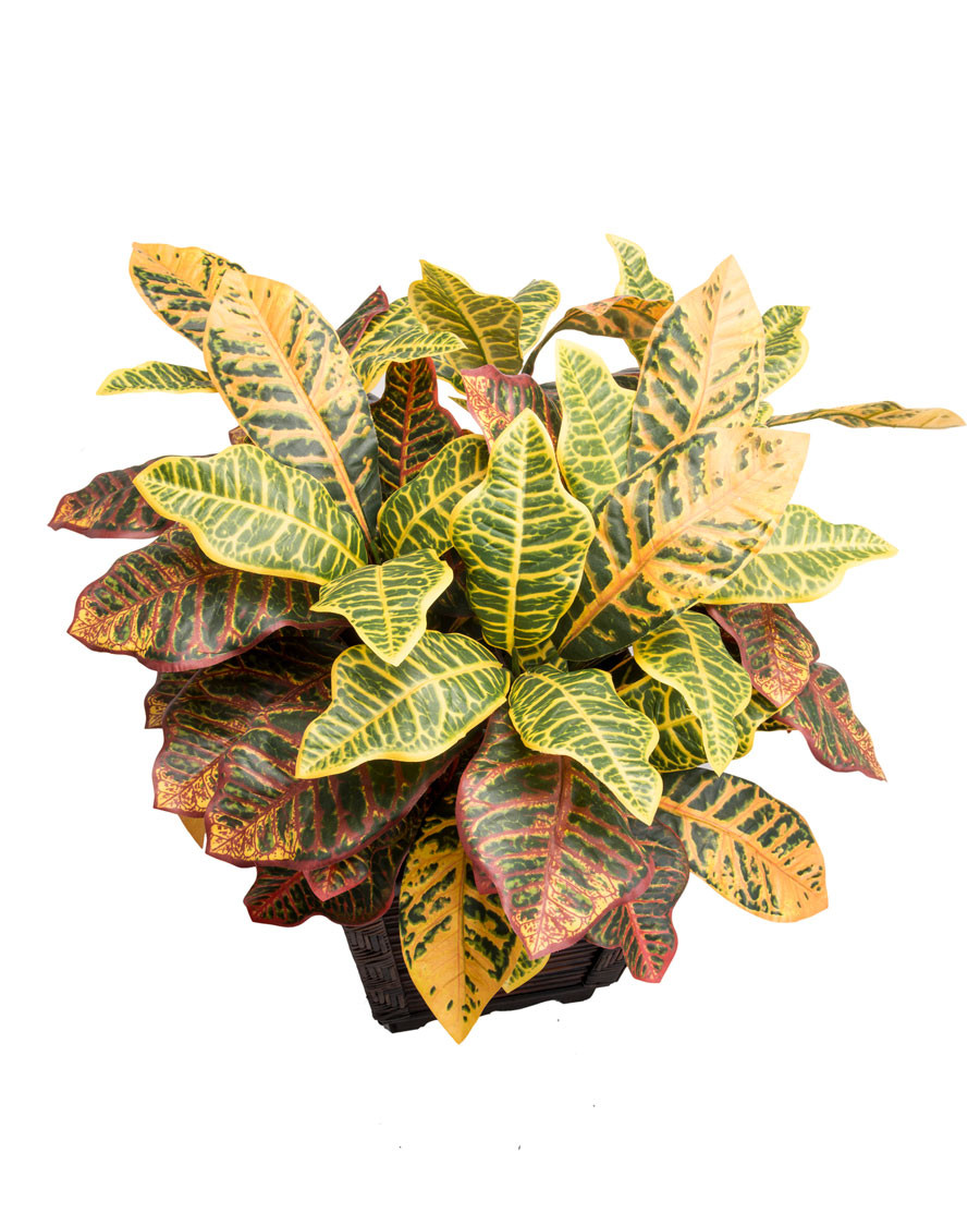 Croton Silk Floor Plant