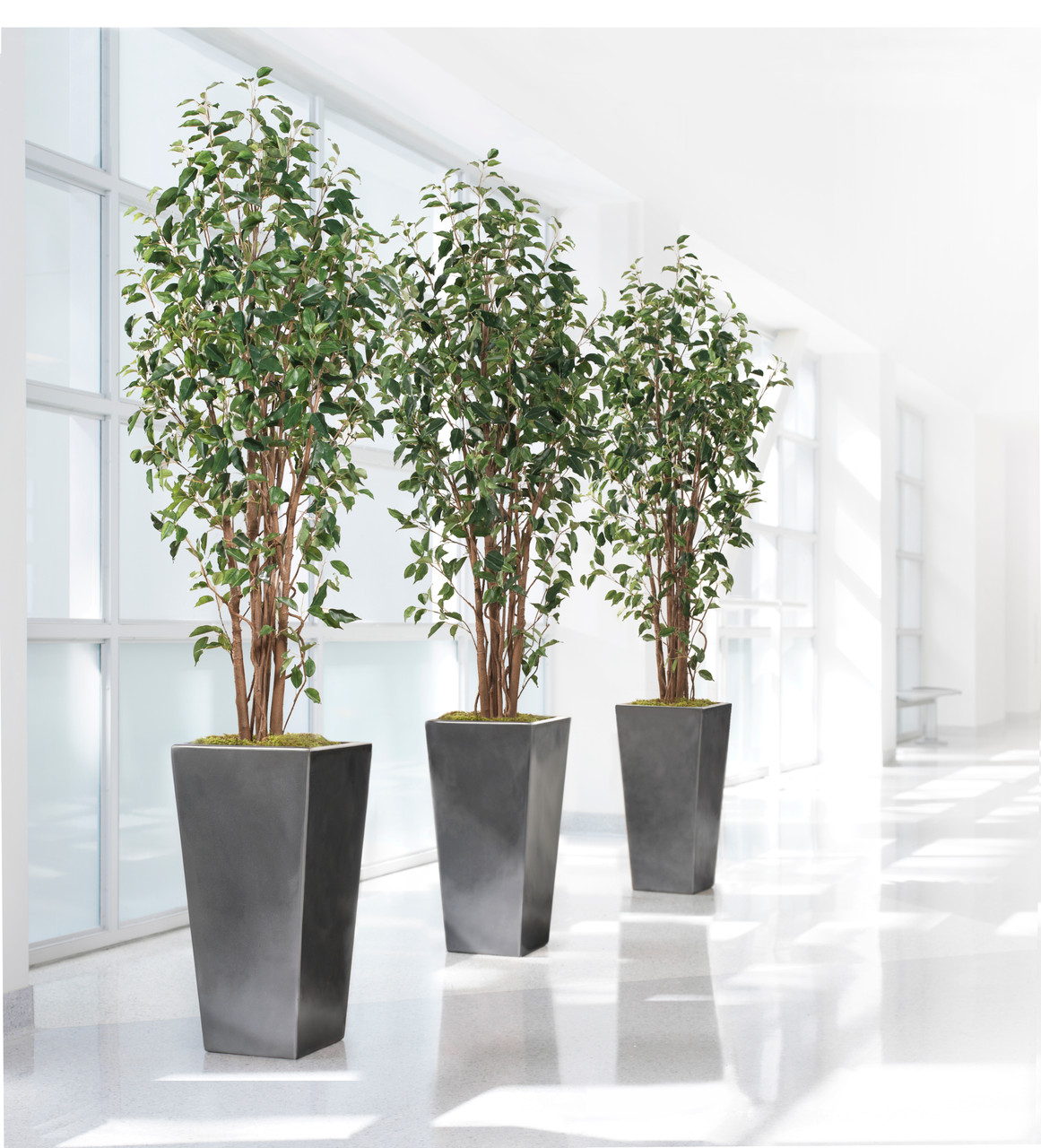 7' Greenhouse Silk Ficus Tree 3 7' Greenhouse Silk Ficus Tree