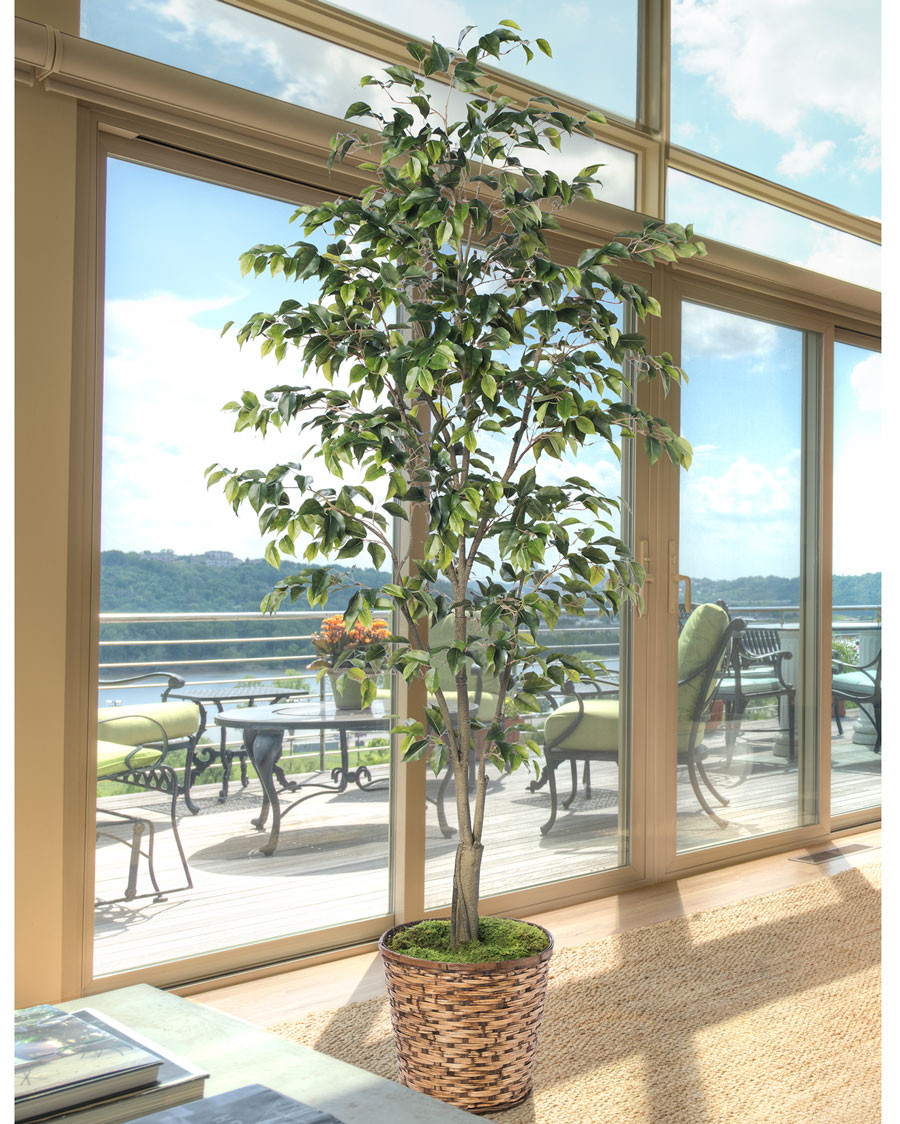 5' Ficus Benjamina Silk Tree