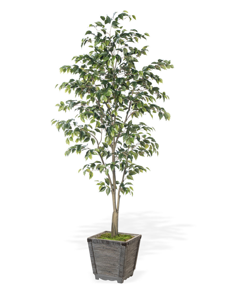 5' Ficus Benjamina Silk Tree