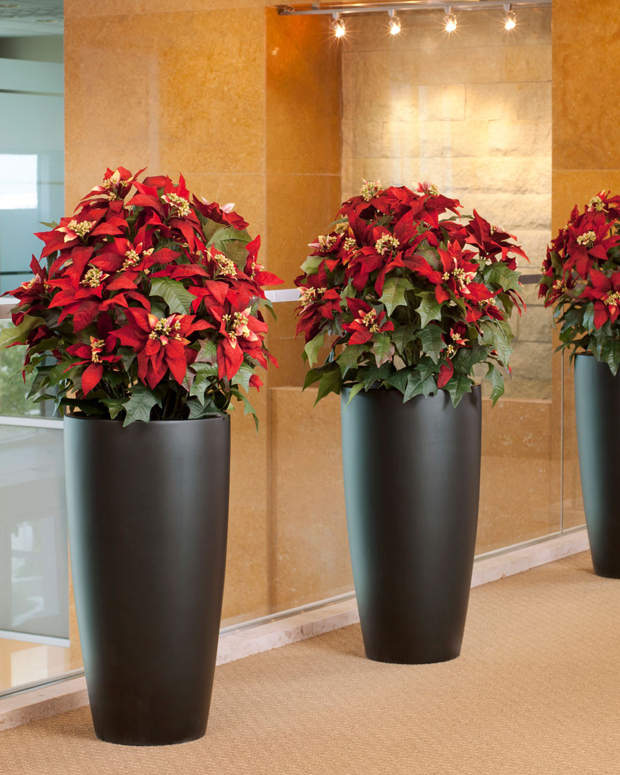 Premier Silk Poinsettia - Extra Large